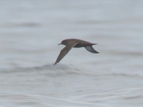 Charter Image
