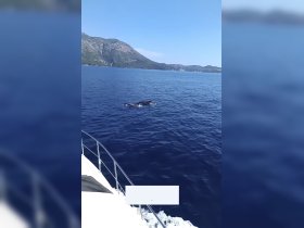 Two dolphins swim gracefully in the clear blue waters, showcasing the beauty of marine wildlife during a boat trip.