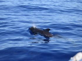 A close-up view of a whale swimming gracefully in the deep blue ocean, showcasing the beauty of marine wildlife in its natural habitat.