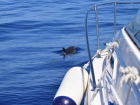 A dolphin swims gracefully near a boat, showcasing the beauty of marine wildlife in clear blue waters.