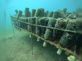 An underwater view of what appears to be a structure, possibly related to marine life, but the details are unclear.