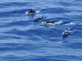 A captivating view of dolphins swimming gracefully in the deep blue ocean, showcasing the beauty of marine wildlife in their natural habitat.
