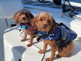 Two adorable dogs in life jackets sit on a boat, ready for a fun day on the water. Perfect for pet-friendly boating adventures!
