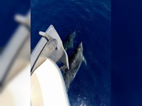 Dolphins swim alongside a boat in deep blue waters, showcasing a captivating wildlife encounter perfect for marine enthusiasts.
