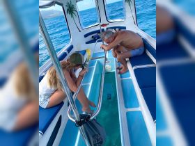 A couple leans over the side of a boat, captivated by the clear ocean waters below — a perfect moment of exploration and connection with nature.