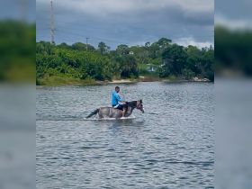 Yes it's a horse . 