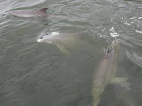 Playful Dolphin 