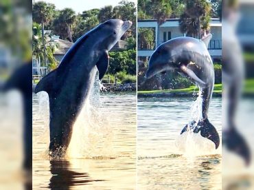 Dolphin,Manatee Tours. DolfunTours LLC