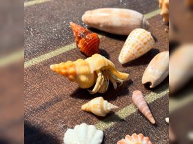 A close-up of a hermit crab nestled in a shell among various seashells, showcasing the beauty of marine life and coastal treasures.
