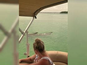 A woman observes dolphins swimming nearby from the comfort of a boat, showcasing a magical wildlife encounter in serene waters.