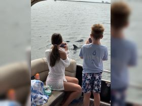 A child and an adult capture the moment as dolphins swim alongside their boat, creating a memorable wildlife encounter on the water.