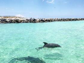 A dolphin gracefully swims in the clear turquoise waters, showcasing the beauty of marine wildlife in a serene coastal setting.