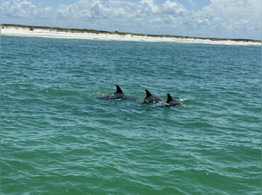 Shaded dolphin snorkel & SUP top shelf drinks