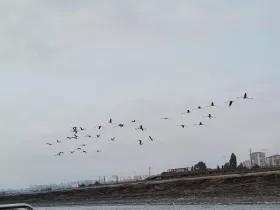 A stunning formation of flamingos in flight, showcasing the beauty of wildlife in their natural habitat.
