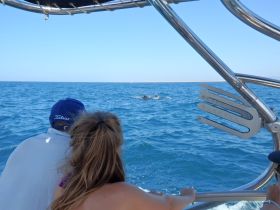 A couple enjoys a close encounter with dolphins while on a boat, capturing the thrill of wildlife interaction in the open sea.