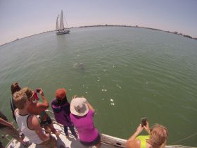 A group of excited guests on a boat captures the moment as dolphins swim nearby, showcasing the thrill of wildlife encounters on the water.
