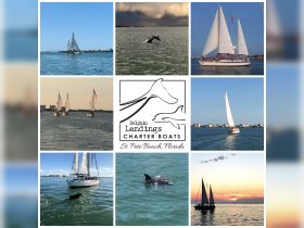 A captivating collage showcasing dolphins swimming alongside charter boats in St. Pete Beach, Florida — a perfect glimpse of marine wildlife during a sailing adventure.