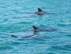 A serene view of dolphins swimming gracefully in clear turquoise waters, showcasing the beauty of marine wildlife.