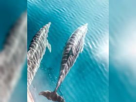Two dolphins gracefully swim through the clear turquoise waters, showcasing the beauty of marine wildlife in their natural habitat.