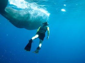 A snorkeler interacts with a majestic whale underwater, showcasing an unforgettable wildlife encounter in the ocean.