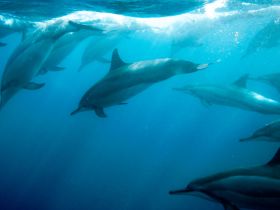 A captivating underwater scene featuring a pod of dolphins swimming gracefully through clear blue waters — a stunning display of marine wildlife.