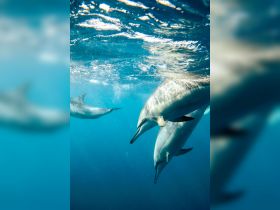 A captivating underwater shot of dolphins swimming gracefully in clear blue waters, showcasing the beauty of marine wildlife.