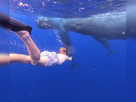 A child swims alongside a majestic whale in crystal-clear waters, showcasing an unforgettable wildlife encounter in the ocean.