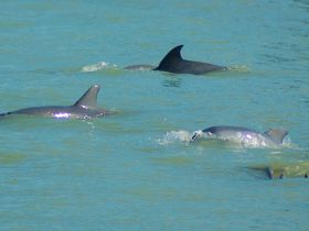 A captivating view of dolphins swimming gracefully in clear waters, showcasing the beauty of marine wildlife.