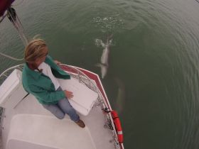 A person observes playful dolphins swimming alongside the boat, showcasing a magical moment of human-animal interaction in the open water.