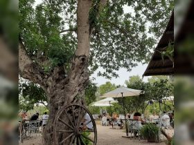 A rustic outdoor dining area under trees with patrons enjoying their meals, creating a cozy atmosphere in a natural setting.