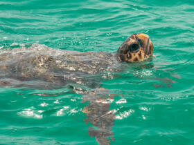 A close-up shot of a turtle swimming gracefully in clear turquoise waters, showcasing the beauty of marine wildlife.
