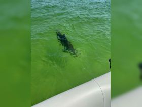 A close-up view of a shark swimming beneath the surface of clear green waters, showcasing the beauty of marine wildlife encounters.