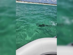 A glimpse of a stingray swimming beneath the clear turquoise waters, showcasing the vibrant marine life often encountered while boating.