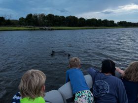 Children watch in awe as dolphins swim nearby, creating a memorable wildlife encounter on the water.