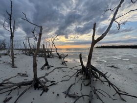 A scenic view of a shoreline with dead trees silhouetted against a cloudy sunset, creating a moody atmosphere.