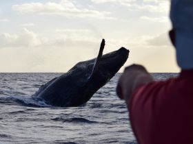 A breathtaking moment captured as a humpback whale breaches the surface of the ocean, with a person in the foreground pointing in awe — a stunning display of marine wildlife.