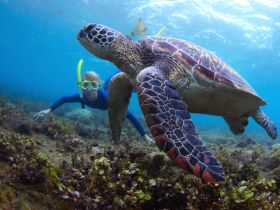 A snorkeler interacts with a majestic sea turtle underwater, showcasing the beauty of marine wildlife encounters in tropical waters.