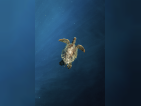 A stunning close-up of a turtle swimming gracefully through deep blue waters, showcasing the beauty of marine wildlife.