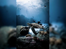 A majestic sea turtle glides gracefully through a vibrant coral reef, showcasing the beauty of underwater wildlife and marine ecosystems.