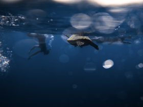 A captivating underwater scene featuring a turtle swimming alongside snorkelers, showcasing the beauty of marine wildlife interactions.