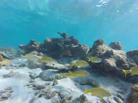 A vibrant underwater scene featuring a school of yellow fish swimming near coral formations, showcasing the beauty of marine life in clear blue waters.