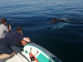 A family enjoys a close encounter with dolphins while on a boat, capturing the moment on their phones — a thrilling wildlife experience on the water.