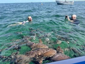 A swimmer interacts with a group of stingrays in clear waters, while another captures the moment on camera — a thrilling wildlife experience in the ocean.