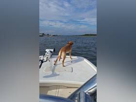 A dog enjoys the view from the bow of a boat, gazing out over the water — a perfect moment for pet lovers on a boating adventure.