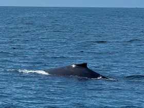A majestic whale surfaces in the open ocean, showcasing the beauty of marine wildlife — a breathtaking sight for nature enthusiasts.