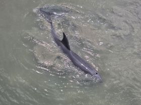 A stunning close-up of a dolphin swimming in clear waters, showcasing the beauty of marine wildlife in their natural habitat.