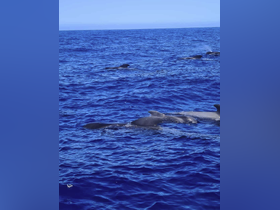 Charter Image