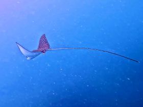 A stunning close-up of a stingray gliding gracefully through the clear blue waters, showcasing the beauty of marine wildlife.