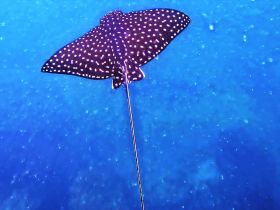 A stunning underwater shot of a stingray gliding gracefully through the blue ocean, showcasing the beauty of marine wildlife.