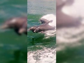 A captivating moment of dolphins jumping through the waves, showcasing their playful nature in the ocean — a must-see for wildlife enthusiasts.